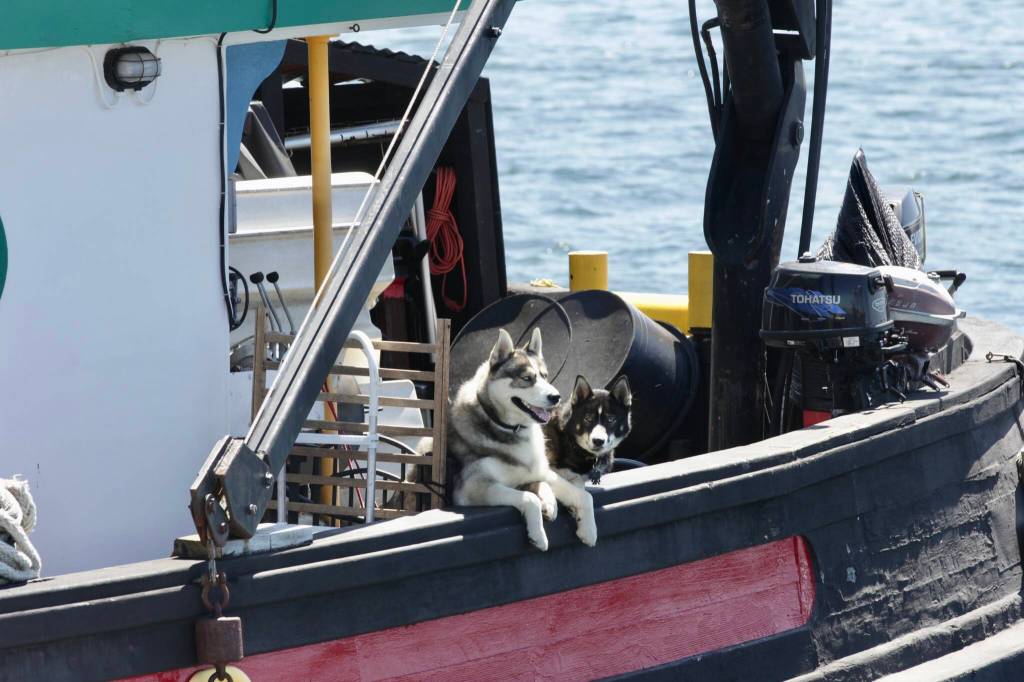 Michael S. Lockett / The Daily World
Boat dogs Rosie and Tank of the Island Champion inspect the Lady Washington as it passes to port on July 2.