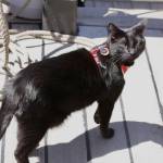 Michael S. Lockett / The Daily World
Boat cat Darryll of the Lady Washington looks askance on July 2.