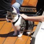 Michael S. Lockett / The Daily World
Boat cat Marlin grudgingly accepts pets aboard the Lady Washington on July 2.