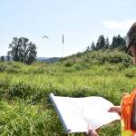 Clayton Franke / The Daily World
John Becker, engineer with the Grays Harbor County road department, examines designs for the Garrard Creek Road Realignment project. The new road will cut through this brush to provide a straighter course.
