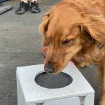 West Coast Search Dogs cadaver dog Duey locates a box with a tracking scent during the countys Emergency Preparedness Expo on July 22. (Michael S. Lockett / The Daily World)