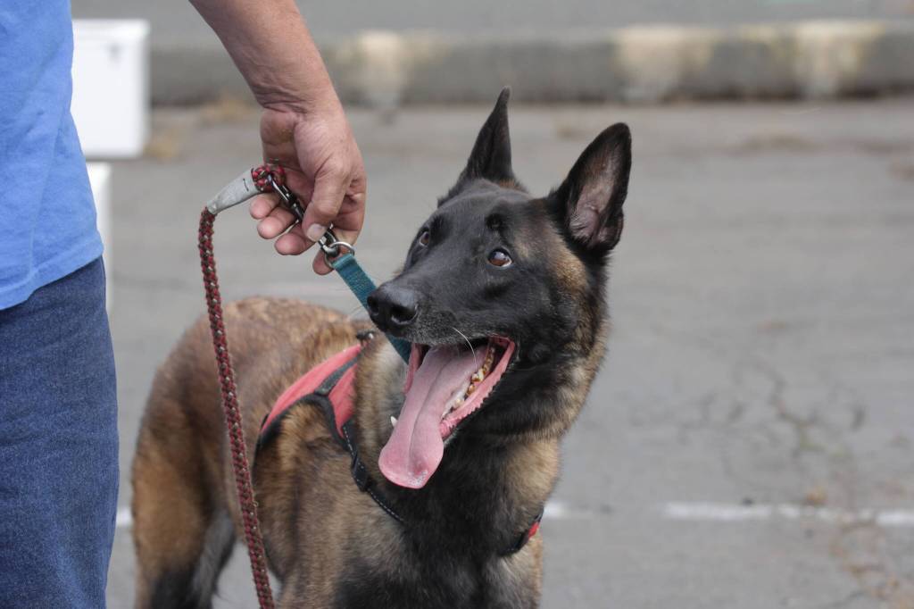 Cadaver dog Hunter, a Belgian Malanois with West Coast Search Dogs, looks on during the countys Emergency Preparedness Expo on July 22. (Michael S. Lockett / The Daily World)