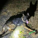 Aberdeen police dog Mac assisted police in locating a burglary suspect early Sunday morning. (Courtesy photo / Aberdeen Police Department)