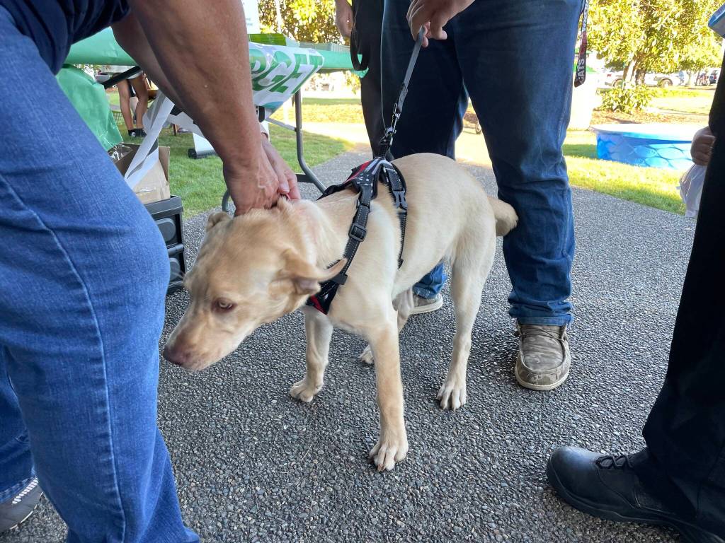 Michael S. Lockett / The Daily World
A small good boy investigates some pants during a National Night Out event in Montesano.
