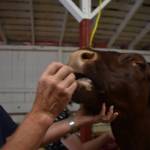 Clayton Franke / The Daily World
Rick Boyer, whose family owns Boyer farms near Porter, feeds his 1,300-pound display cow, Miracle, at the Grays Harbor County Fair on Aug. 2. Miracle is a Pinzgauer, an Austrian breed. In Austria, farmers keep Pinzgauers in their basements and use the animals rising body heat to warm their homes.