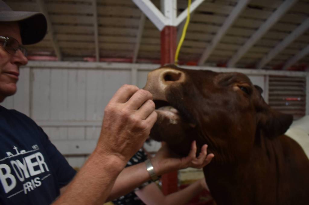 Clayton Franke / The Daily World
Rick Boyer, whose family owns Boyer farms near Porter, feeds his 1,300-pound display cow, Miracle, at the Grays Harbor County Fair on Aug. 2. Miracle is a Pinzgauer, an Austrian breed. In Austria, farmers keep Pinzgauers in their basements and use the animals rising body heat to warm their homes.