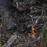 A wildfire near Moclips in a timber area spread fast through old cedar leavings from forestry. (Michael S. Lockett / The Daily World)