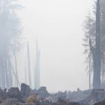 A fire in a timber area near Moclips spread rapidly before being brought mostly under control on Thursday. (Michael S. Lockett / The Daily World)