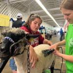 Clayton Franke / The Daily World
Trinity Tafoya, left, teaches Aubrey Franklin how to shear a sheep on Thursday, Aug. 3 at the Grays Harbor County Fair.