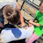 Clayton Franke / The Daily World
Aubrey Franklin, right, and Rowdie Tafoya work to clean the wool of Milo, Franklins 116-pound market lamb on Thursday, Aug. 3 at the Grays Harbor County Fair. Franklin showed the lamb in competition Thursday, and will present it at the livestock auction on Saturday.