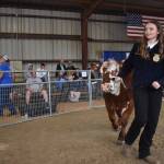 Tatum Sanders shows a market steer at the Grays Harbor Youth Livestock Auction on Saturday, Aug. 5. (Clayton Franke / The Daily World)