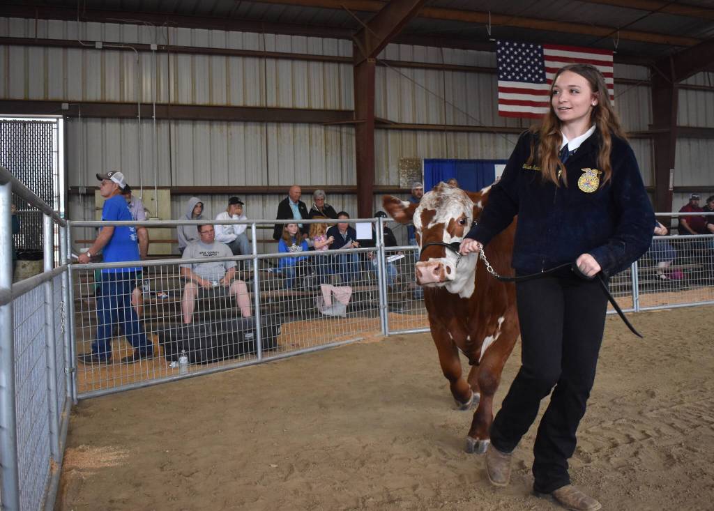 Tatum Sanders shows a market steer at the Grays Harbor Youth Livestock Auction on Saturday, Aug. 5. (Clayton Franke / The Daily World)