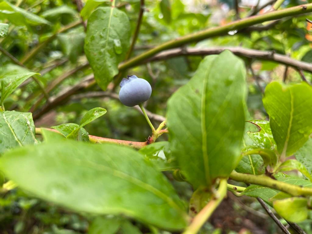Michael S. Lockett / The Daily World
Blueberry bush