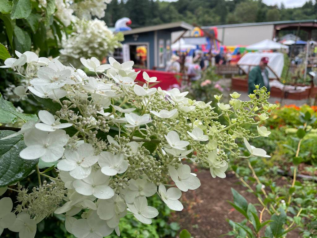 Michael S. Lockett / The Daily World
Hydrangea paniculata