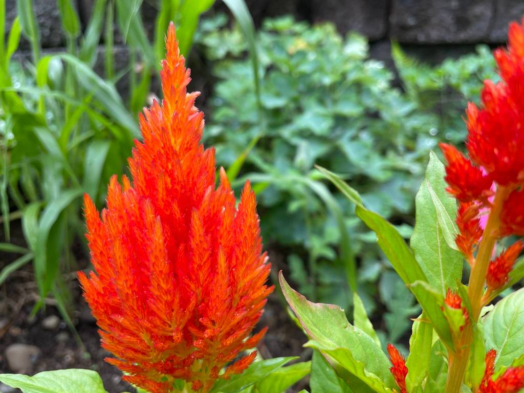 Michael S. Lockett / The Daily World
Celosia