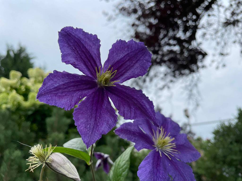 Michael S. Lockett / The Daily World
Clematus