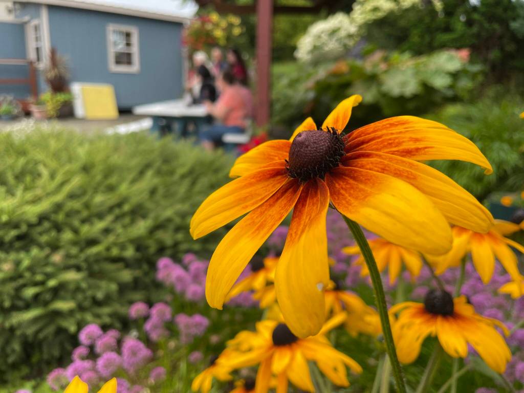 Michael S. Lockett / The Daily World
Oenothera biennis