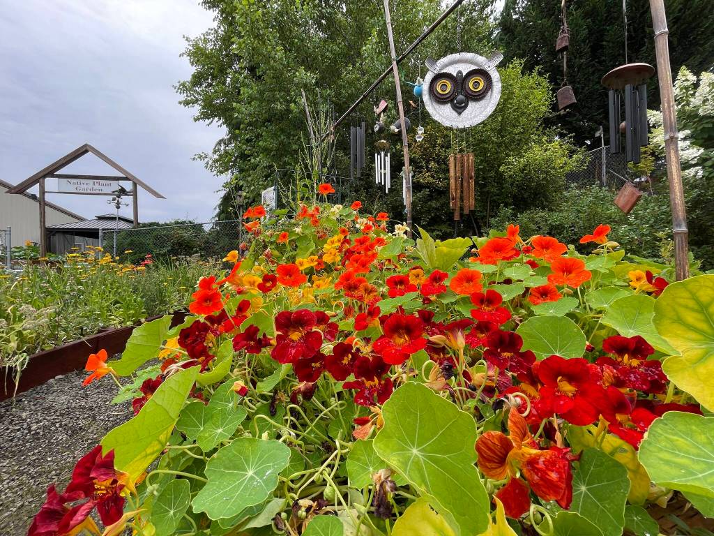 Michael S. Lockett / The Daily World
Varied nasturtium