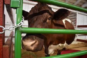 Matthew N. Wells / The Daily World
Miracle, the 18-year-old Pinzgauer cow from the Boyer Farm in Oakville, looks out from her pen at the Grays Harbor County Fair, in Elma. Shes sweet, Lexi Boyer said as she sat with her family across from their beloved Miracle. Shes 18 and shes spoiled rotten. Donna Boyer, Miracles owner, said her 6-year-old grandson showed the cow. The fair made a separate competitive class just for Miracle called The Oldest Cow in the Barn class.