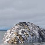 Clayton Franke / The Daily World file
A gray whale showing signs of severe emaciation drifted ashore while still alive at Damon Point on June 27.