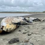 A gray whale carcass that washed ashore in a state park in Westport was one of three that appeared earlier in summer of 2023. (Michael S. Lockett / The Daily World file)