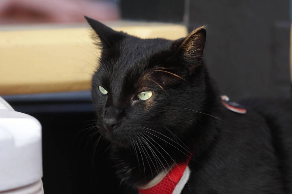 Lady Washington Boat Cat Darrell views the world with displeasure aboard ship on September 2. (Michael S. Lockett / The Daily World)