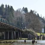 Matthew N. Wells / The Daily World file photo
Young Street Bridge, one of Kurt Cobains hangouts when he was growing up in Aberdeen, could be replaced in the next few years, despite being a draw for local fans and tourists. The city of Aberdeen received more than $20 million from the state for the replacement of the 67-year-old bridge, which abuts the Kurt Cobain Memorial Park in north Aberdeen. Some fans in town are ardently defending its continued existence.
