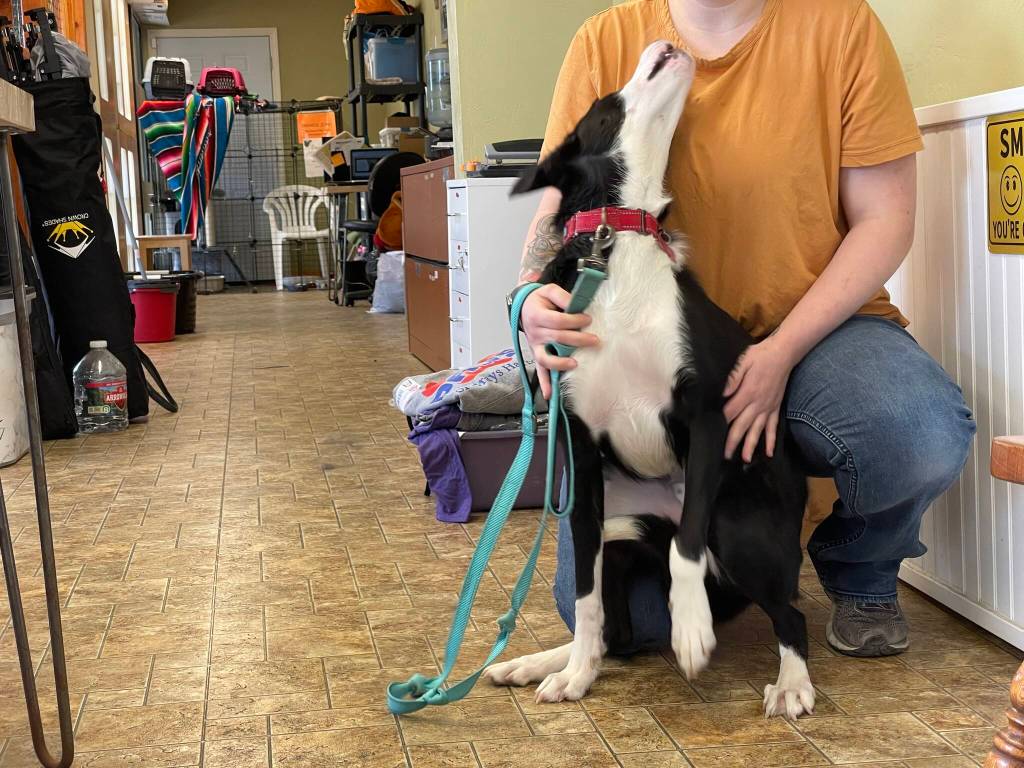 John the Border Collie looks to give PAWS of Grays Harbor animal technician Callie Taylor a lick on Sept. 19. (Michael S. Lockett / The Daily World)
