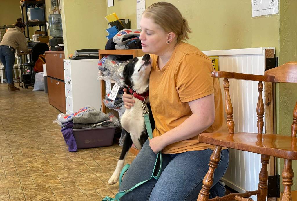 John the Border Collie, an extremely good boy, looks to tell PAWS of Grays Harbor animal technician Callie Taylor a secret on Sept. 19. (Michael S. Lockett / The Daily World)