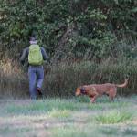 Michael S. Lockett / The Daily World
A searcher and his dog enter the treeline during an evidence search in the Oakley Carlson case.