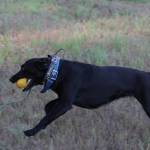 Michael S. Lockett / The Daily World
A searcher stretches their legs before engaging during an evidence search in the Oakley Carlson case.