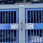 Michael S. Lockett / The Daily World
A pair of search dogs wait eagerly to get moving during an evidence search.