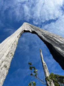 Clayton Franke / The Daily World
This western red cedar tree died more than 300 years ago and has since decayed into the shape of an arch.