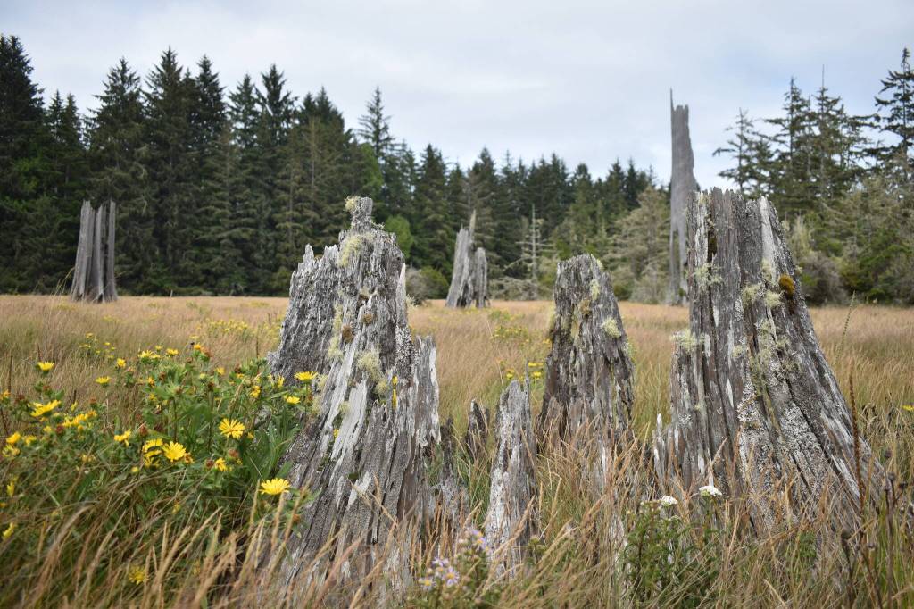 A stump pokes out of the ground at the Copalis ghost forest. In the 300 years since it died, this tree has either fallen over and decayed or rotted away.(Clayton Franke / The Daily World)