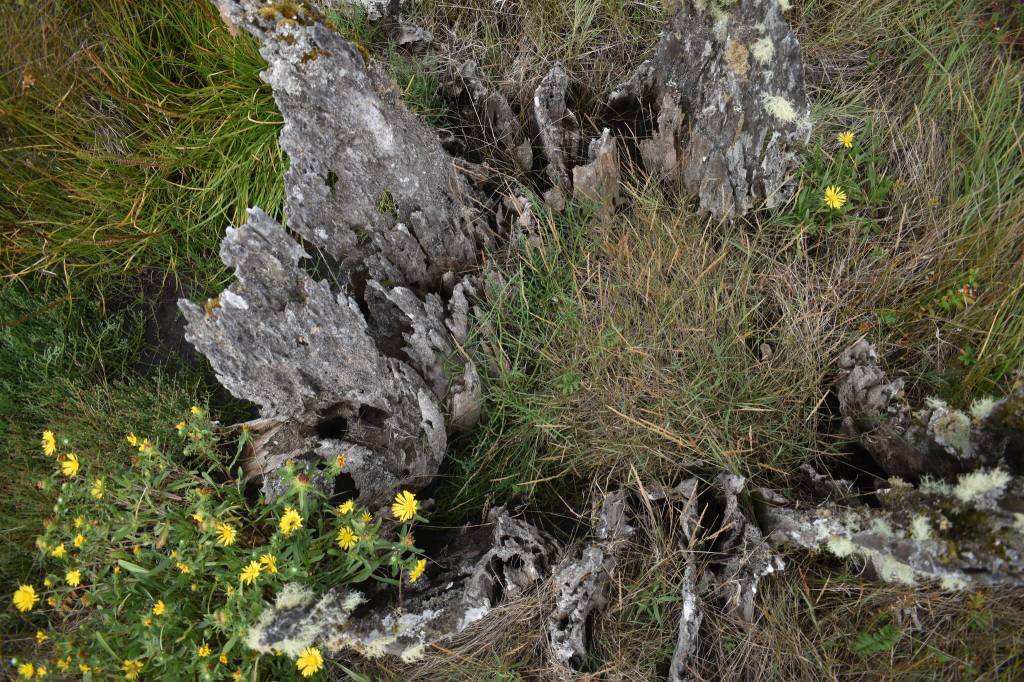 Weathered stumps, now a habitat for other grasses and vegetation, are all thats left of much of the trees in the ghost forest.(Clayton Franke / The Daily World)