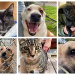 Michael S. Lockett / The Daily World
A fundraiser to help support some of the current residents of North Beach PAWS returns on Nov. 4 in Ocean Shores.