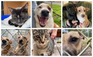 Michael S. Lockett / The Daily World
A fundraiser to help support some of the current residents of North Beach PAWS returns on Nov. 4 in Ocean Shores.