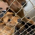 Some of the longest-stay residents of North Beach PAWS look out of their kennel on Oct. 21. (Michael S. Lockett / The Daily World)