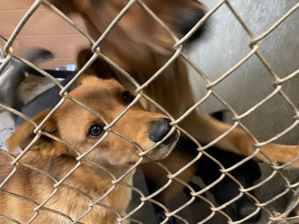 Some of the longest-stay residents of North Beach PAWS look out of their kennel on Oct. 21. (Michael S. Lockett / The Daily World)