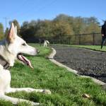 Clayton Franke / The Daily World
Aspen, a white german shepherd, rests in the sun after chasing a Frisbee inside the new Vance Creek Dog Park on Oct. 27.