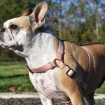 Kiwi, a frenchton, soaks in the sun at the Vance Creek Dog Park on Oct. 27. (Clayton Franke / The Daily World)