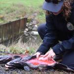Lauren Bauernschmidt, a habitat biologist with the Washington Department of Fish and Wildlife, points out hundreds of eggs contained within the belly of a female salmon at Satsop Springs Hatchery on Saturday, Nov. 4. (Clayton Franke / The Daily World)