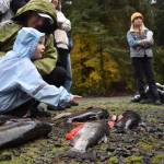 Clayton Franke / The Daily World
Rory Gauthier, 3, and her mother, Kathryn, check out chum and coho salmon during a salmon education event hosted by the Chehalis Basin Lead Entity, Washington Department of Fish and Wildlife and others on Saturday, Nov. 4 at the Satsop Springs Hatchery and Schafer State Park.