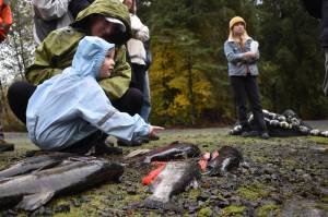 Clayton Franke / The Daily World
Rory Gauthier, 3, and her mother, Kathryn, check out chum and coho salmon during a salmon education event hosted by the Chehalis Basin Lead Entity, Washington Department of Fish and Wildlife and others on Saturday, Nov. 4 at the Satsop Springs Hatchery and Schafer State Park.