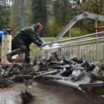 Clayton Franke / The Daily World
Volunteers unload hatchery chum and coho salmon onto a concrete pad at the Satsop Springs Hatchery on Saturday, Nov. 4.