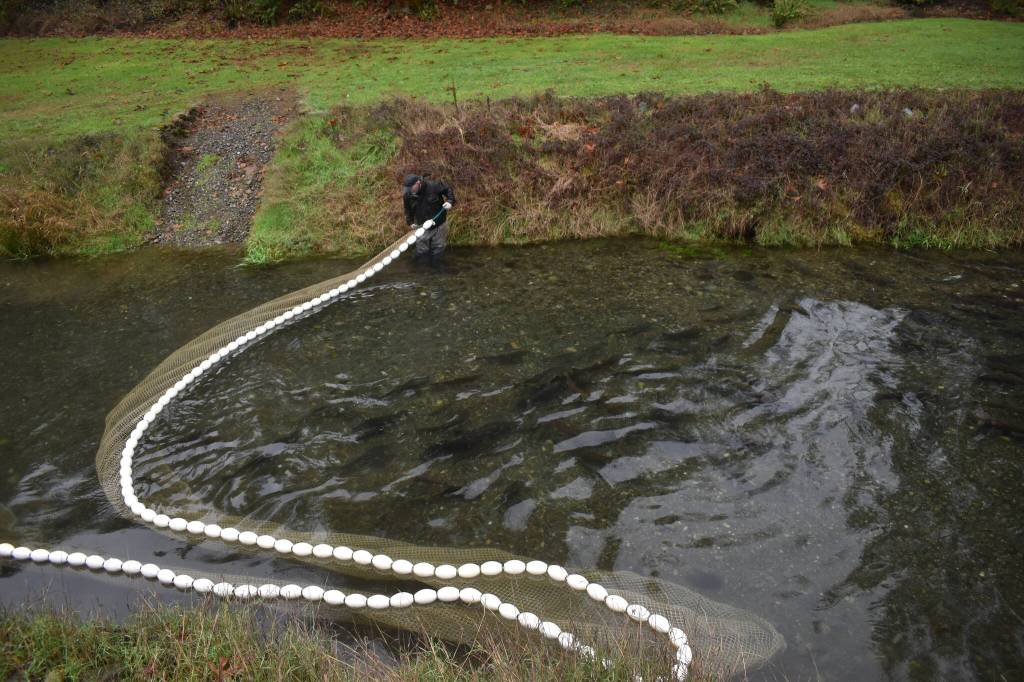 Clayton Franke / The Daily World
A hatchery volunteer corrals salmon upstream at the Satsop Springs Hatchery on Saturday, Nov. 4.