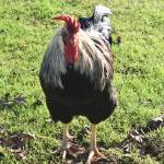 One of the many animal residents on the Snowbird Farm and Cidery property roams around the farm during a warm fall day in Montesano. The animals, including goats and ducks, are a big hit at the cidery. (Matthew N. Wells / The Daily World)