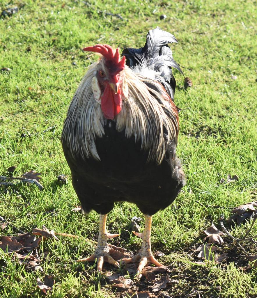 One of the many animal residents on the Snowbird Farm and Cidery property roams around the farm during a warm fall day in Montesano. The animals, including goats and ducks, are a big hit at the cidery. (Matthew N. Wells / The Daily World)