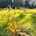 A recently planted tree flourishes in late-autumn sunlight. (David Marcell / Grays Harbor Conservation District)
