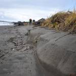 Clayton Franke / The Daily World
In the last several weeks, king tides have chewed at the grassy dunes on Ocean Shores southern shoreline, where the city has contracted to build a large sand berm. Several months ago, an engineering report predicted erosion here would continue to advance in the next several years, threatening a nearby street and water tank.